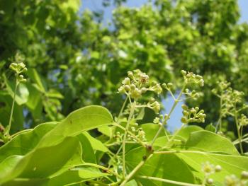 クスノキ クスノキ