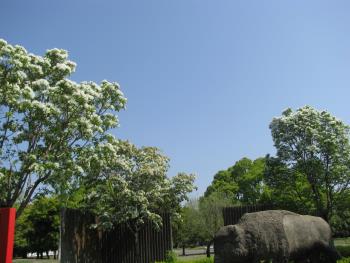 ヒトツバタゴ ヒトツバタゴ
