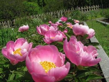 肥後しゃくやく 肥後しゃくやく