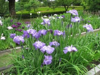 肥後系はなしょうぶ 肥後系はなしょうぶ