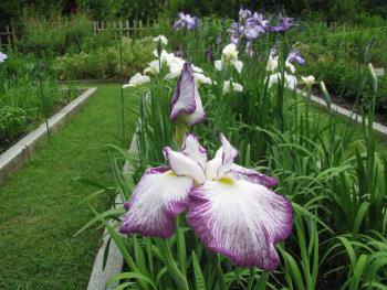 肥後系はなしょうぶ 肥後系はなしょうぶ