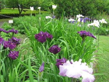 肥後系はなしょうぶ 肥後系はなしょうぶ