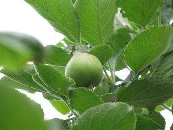 ニュートンのリンゴの木 ニュートンのリンゴの木