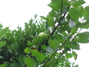 ニュートンのリンゴの木