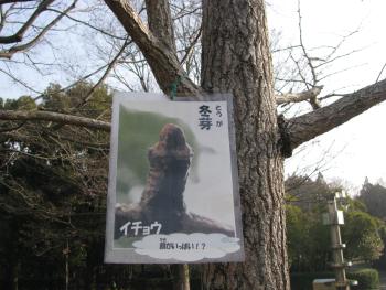 イチョウ イチョウ