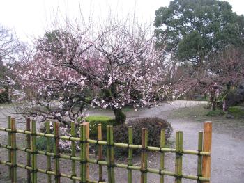 梅園 梅園