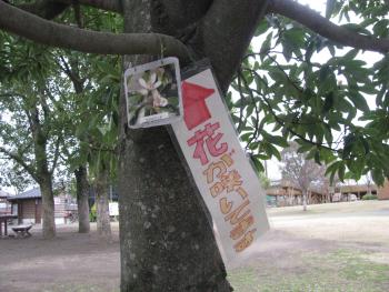 花が咲いています 花が咲いています