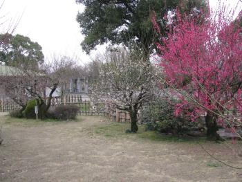 梅園 梅園