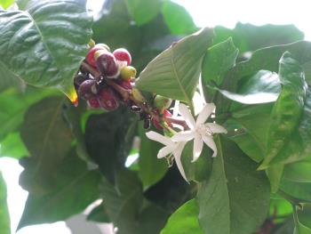 コーヒーノキ花実 コーヒーノキ花実