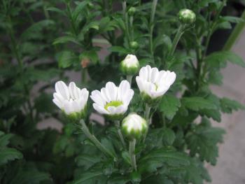 小菊0829 小菊0829