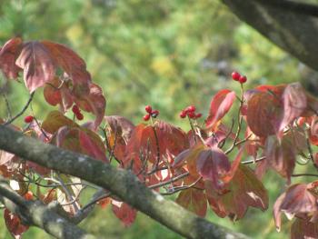 ハナミズキ紅葉・実1026 ハナミズキ紅葉・実1026