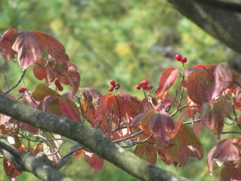 ハナミズキ紅葉・実1026