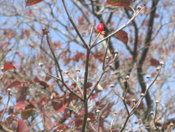 ハナミズキ実・花芽1026 ハナミズキ実・花芽1026
