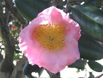 桜狩0214 桜狩0214