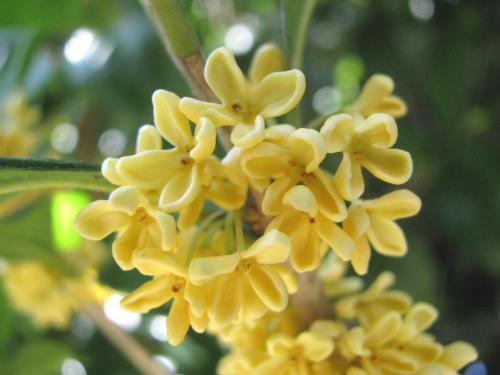 ウスギモクセイ花1016 ウスギモクセイ花1016