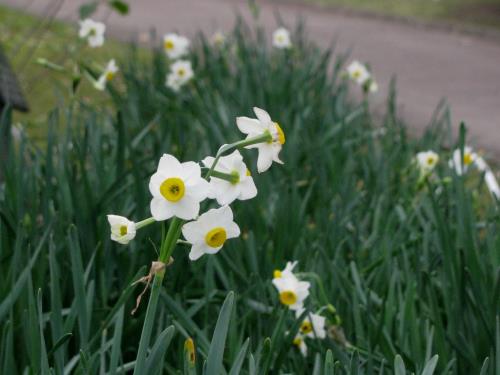 ニホンズイセン1128 ニホンズイセン1128