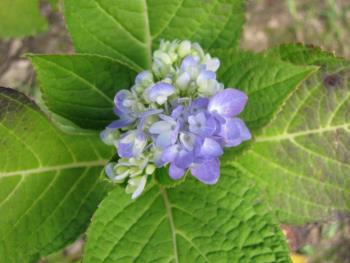 アジサイ1127 アジサイ1127