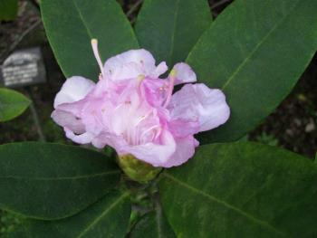 シャクナゲ1128 シャクナゲ1128