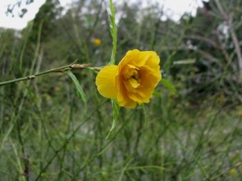 ヤエヤマブキ1128 ヤエヤマブキ1128