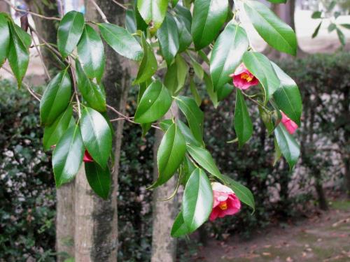 ヤブツバキ1127 ヤブツバキ1127