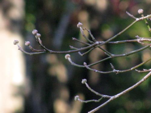 ハナミズキ花芽20151130