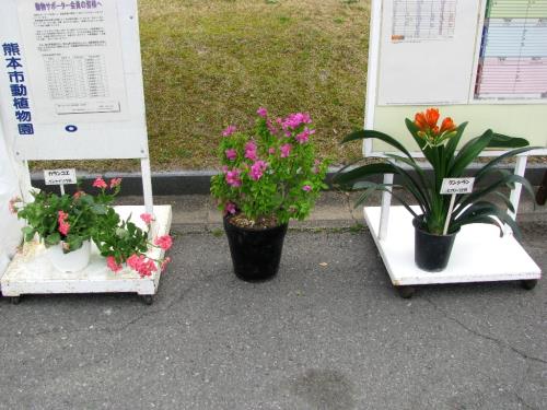 臨時門鉢花0318 臨時門鉢花0318