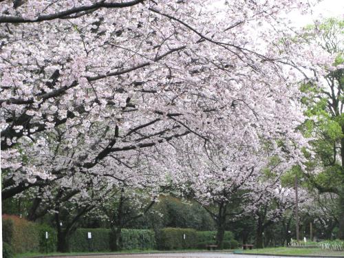 桜並木0407 桜並木0407