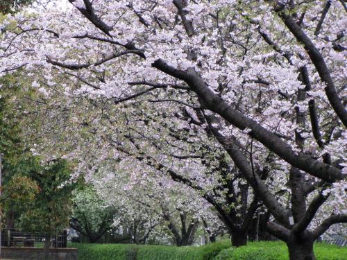 桜並木0407 桜並木0407