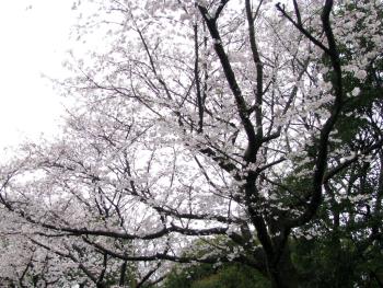 染井吉野0407 染井吉野0407