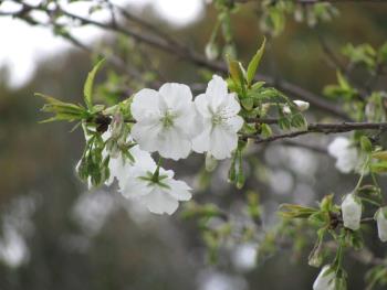 千原桜0405 千原桜0405