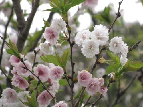 十月桜0405 十月桜0405