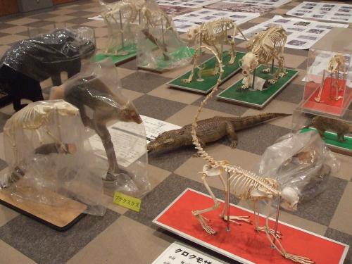秘蔵展準備中 秘蔵展準備中
