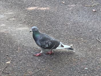 カワラバト カワラバト