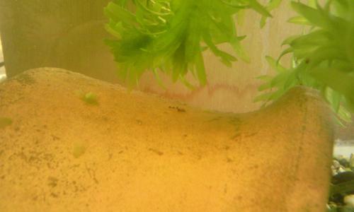 最初に見つけたドンコの稚魚 最初に見つけたドンコの稚魚