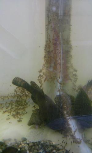 ドンコのふ化 ドンコのふ化