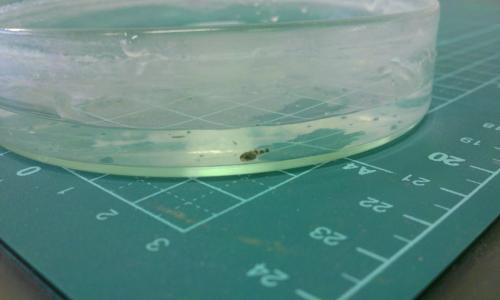 横から見たドンコの稚魚 横から見たドンコの稚魚