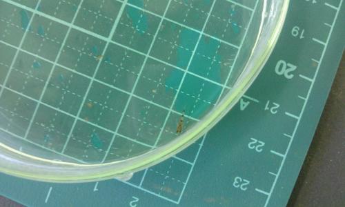 上から見たドンコの稚魚 上から見たドンコの稚魚