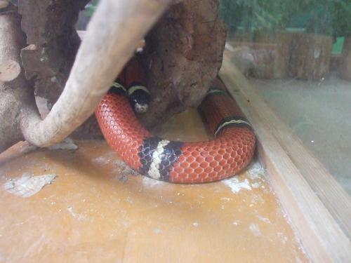 シナロアミルクヘビ