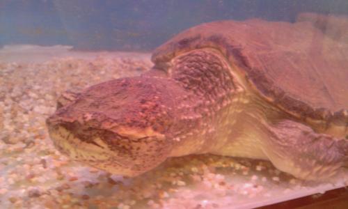 カミツキガメ カミツキガメ
