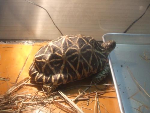 インドホシガメ インドホシガメ