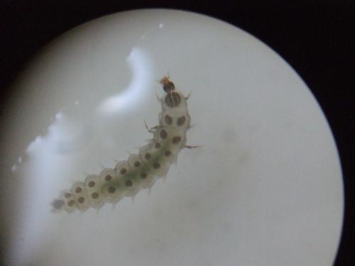 ゲンジボタルの幼虫 ゲンジボタルの幼虫