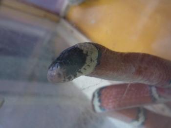 シナロアミルクヘビ