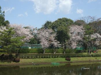 よし池と桜
