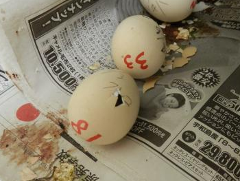 ふ卵器3 ふ卵器3