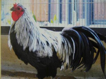 久連子鶏 久連子鶏