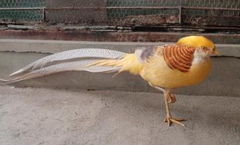 キンイロキンケイ キンイロキンケイ