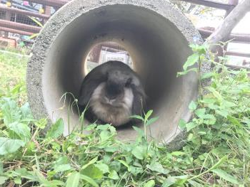 ウサギ 3 ウサギ 3