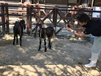 ミミナガヤギ 2 ミミナガヤギ 2