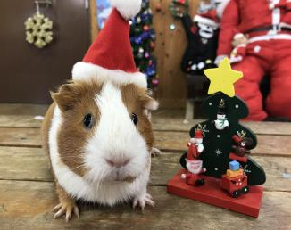 クリスマス クリスマス