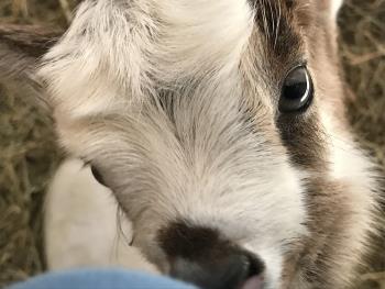 あんこ あんこ
